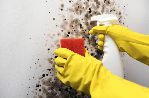 Best Residential Mold Remediation in Lewisburg, PA